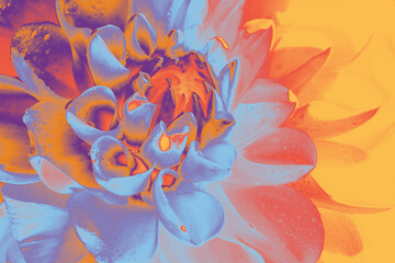 Abstract macro of a dahlia flower with intense orange and cool blue-purple petals, creative pop-art effect. Dynamic color contrast, clearly visible petal structure, smooth modern texture.