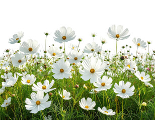 Field of bright, white, daisy-like flowers against a transparent background