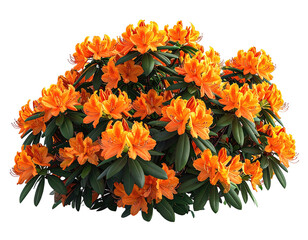 A vibrant shrub overflowing with bright orange blossoms and dark green leaves