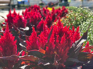 Celosia pinnate red flowers for flower beds