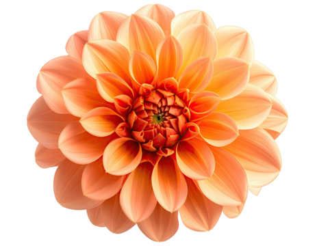 Stunning, fully bloomed dahlia, petals a vibrant coral-peach with intricate detail