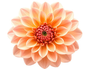 A close-up of a perfectly symmetrical, peach-colored flower, centered