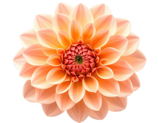 A close-up of a perfectly symmetrical, peach-colored flower, centered