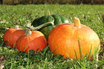 very beautiful orange pumpkin on an autumn background