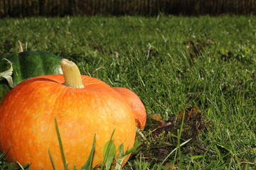 very beautiful orange pumpkin on an autumn background