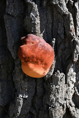 Fungus on the tree trunk