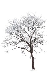 Obraz premium Solitary winter tree on snow