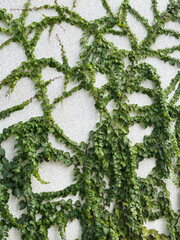 Climbing plants on a white wall