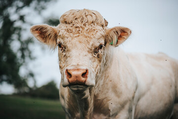portrait of a white bull