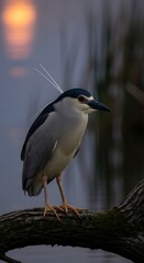 Obraz premium Black-crowned Night Heron on Branch.