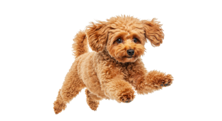 Adorable brown poodle puppy jumping isolated PNG, playful dog with curly fur on transparent background, cute pet for design and advertising