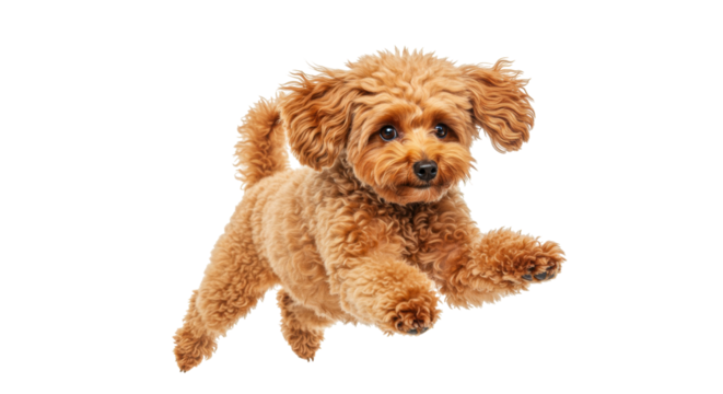 Adorable brown poodle puppy jumping isolated PNG, playful dog with curly fur on transparent background, cute pet for design and advertising - Powered by Adobe