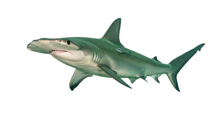 Hammerhead shark isolated on transparent background, marine predator with distinctive head shape for wildlife and ocean conservation themes