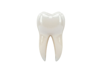 Realistic molar tooth isolated PNG on transparent background, dental anatomy model for educational and medical use