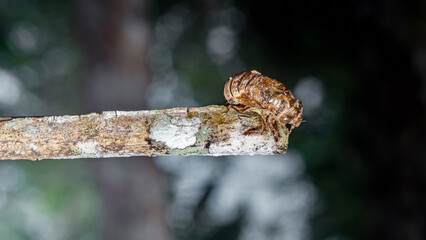 Cicada nymph exoskeleton remaining on tree branch
