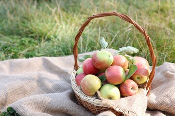 Ripe apples in wicker basket and burlap cloth on green grass outdoors, closeup. Space for text