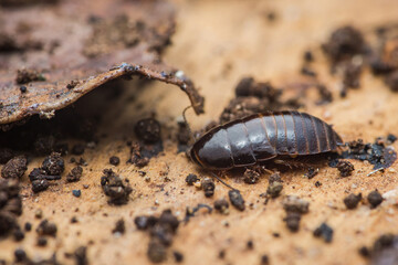 Cockroach insect crawling on decomposing leaf forest floor