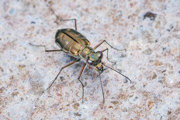Tiger beetle cicindela campestris crawling on rough ground