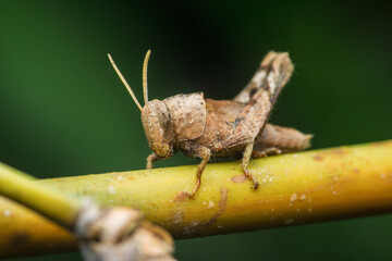 Grasshopper resting on green plant stem observing surroundings