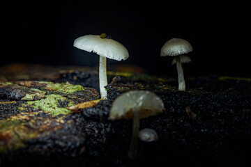Small glowing mushrooms growing on dark forest log