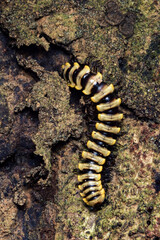 Millipede crawling on tree bark in nature habitat