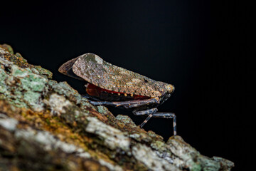 Planthopper camouflaging on tree bark at night macro