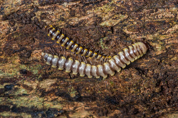 Millipede molting, shedding skin on tree bark