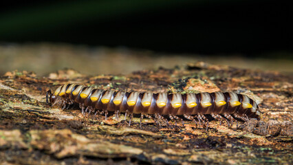 Millipede crawling on natural wooden log outdoors