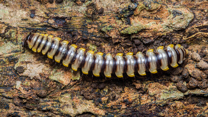 Millipede crawling on rough tree bark surface