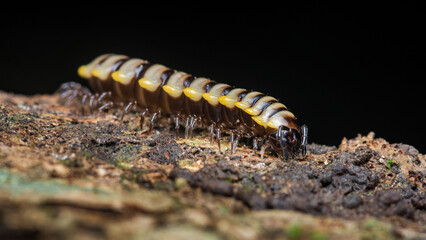 Millipede crawling on tree bark in focused macro view
