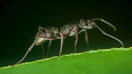 Fototapeta premium Ant walking on green leaf in macro closeup