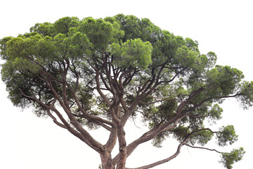 Beautiful Italian stone pine growing outdoors, low angle view