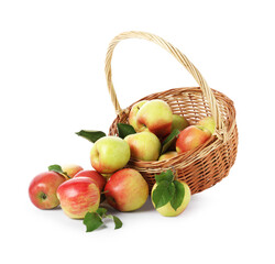 Fresh ripe apples in wicker basket isolated on white