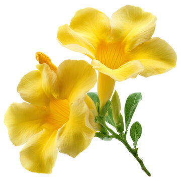 bright yellow allamanda flower on transparent png background