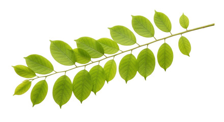 Isolated branch with green leaves, a natural botanical element for your project's design