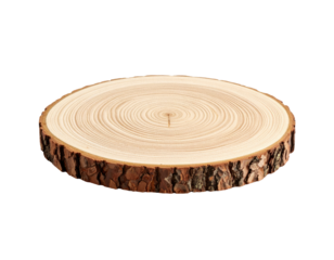 Cross section of trunk with tree ring wooden texture annual growth pattern natural forestry detail wood slice isolated on white background