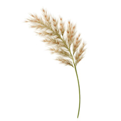 Fototapeta premium Dry Grass Inflorescence Isolated on White Background