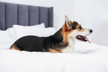 Cute Welsh Corgi on bed at home
