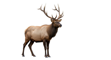 Isolated Elk bull with antlers, majestic animal standing alert, wildlife close-up outdoor