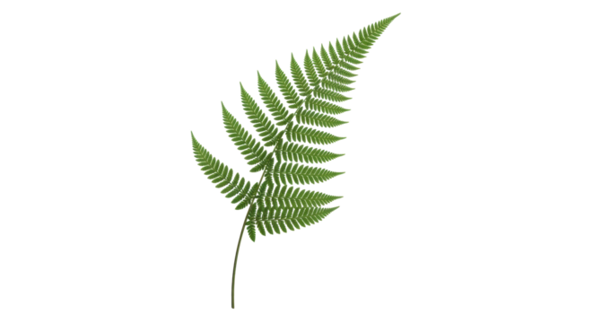 Isolated vibrant green fern frond in nature for botanical illustration and art element