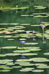 A view of the lotus flower on the pond.  Beppu, Japan

