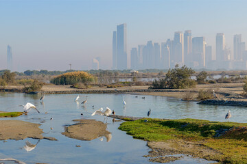 calm view of birds and wetlands at Ras Al Khor Wildlife Sanctuary in Dubai. The city skyline in the background highlights the mix of nature and urban life