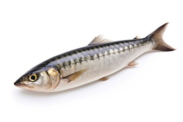 Obraz premium Fish seafood sardine animal.