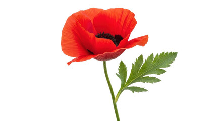 Isolated Red Poppy Flower, Single Bloom with Green Leaves on Stem, Floral Still Life