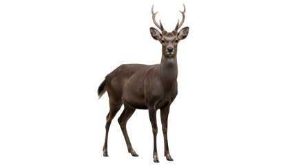 Isolated Standing Sika Deer with Antlers, Beautiful Wild Animal Facing Front, Elegant