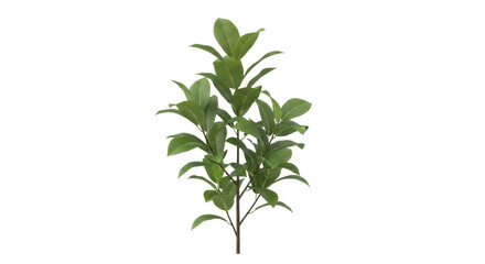 Isolated bay laurel tree sapling, a young tree, perfect for cultivation and culinary uses