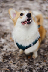 In a snowy landscape, a playful corgi stands proudly, showcasing its fluffy coat and delightful personality