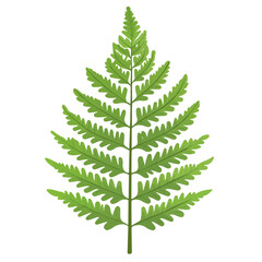 Boston Sword Fern, flat style 2D vector image, isolated on a white background