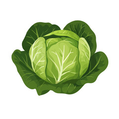 Flat 2D Cabbage illustration, vector graphic in icon style, on white background