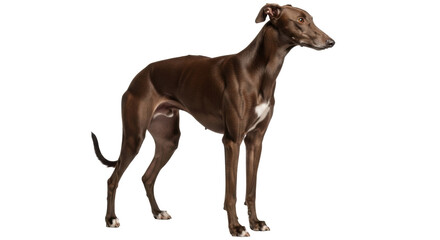 Isolated Brown Greyhound Dog Stands Attentively Looking Right Outdoors in a Studio Shot